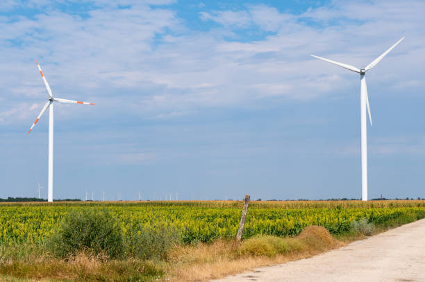 Wind turbines on agricultural fields on a sunny day in summer.