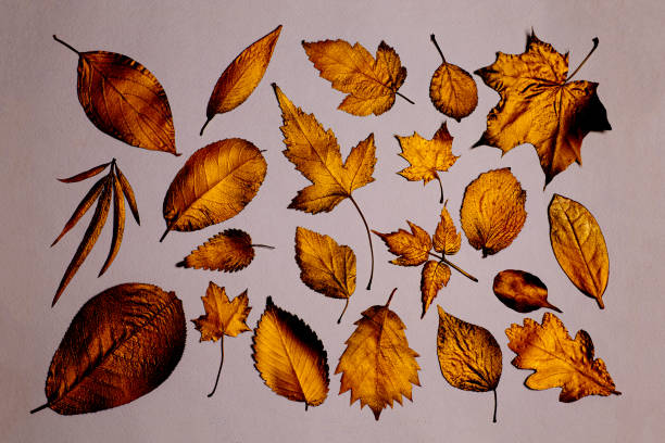 istock Collection of different golden leaves 2165565640
