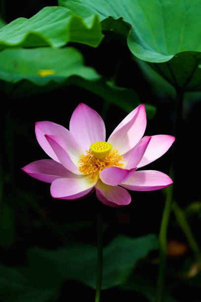 istock Chinese beauty: Pink lotus in sunlight with green leaf 2165565749