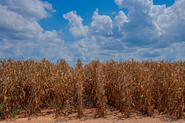 Rows of Dried Field Corn in Northwest Louisiana