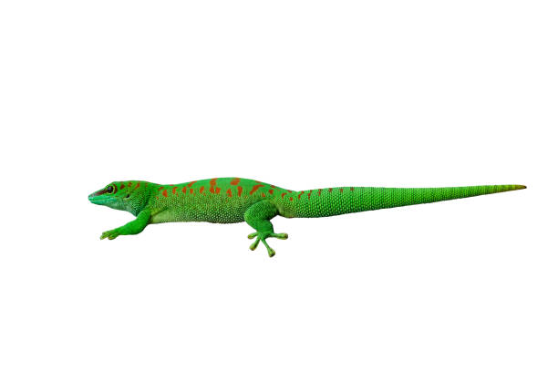 istock madagascar giant day gecko isolated on white background 2165566483