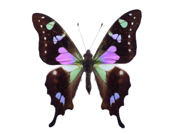 istock Purple Spotted Swallowtail isolated on white background. 2165566503
