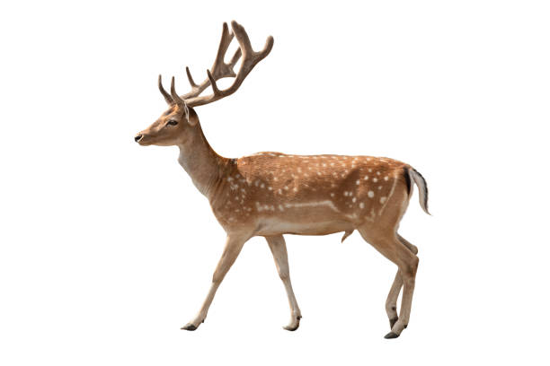 istock male european fallow deer isolated on white background 2165566621