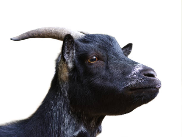 istock portrait black goat isolated on white background 2165566622