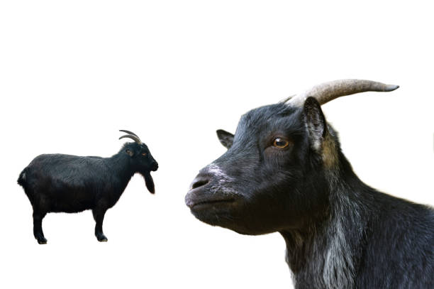 portrait black goat filmed in a zoo in their natural habitat isolated on white background