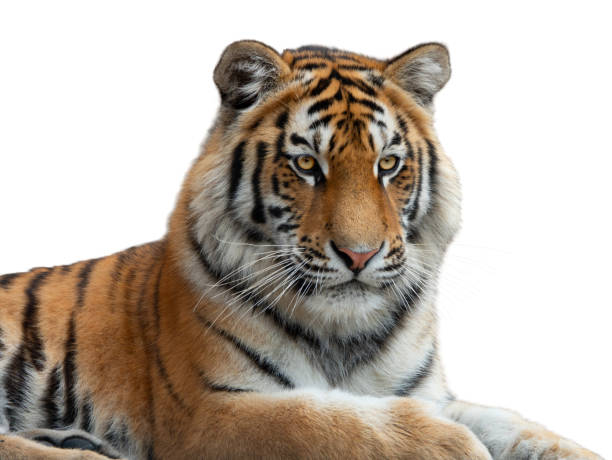 istock Tiger portrait isolated on white background 2165566627