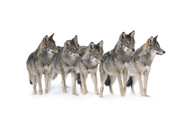 istock pack of wolves isolated on white background 2165566669