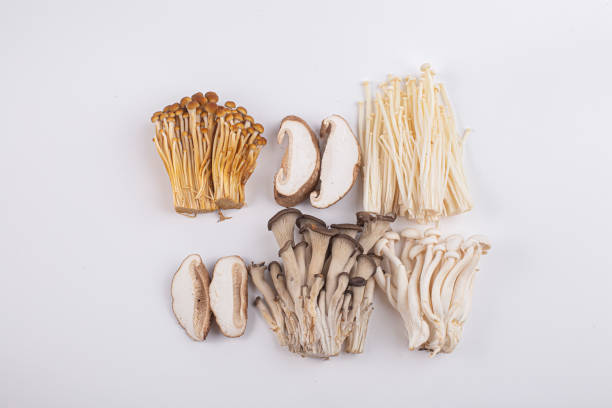 Top view of various mushrooms on white background.