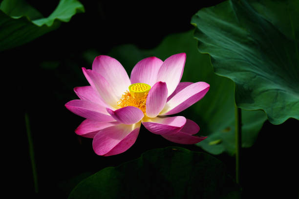 istock Chinese beauty: Pink lotus in sunlight with green leaf 2165566979
