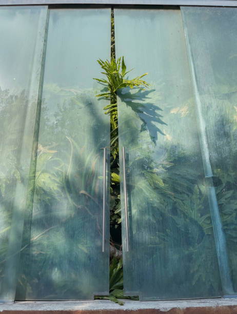 istock A plant pushing through a crack in the glass. 2165567027
