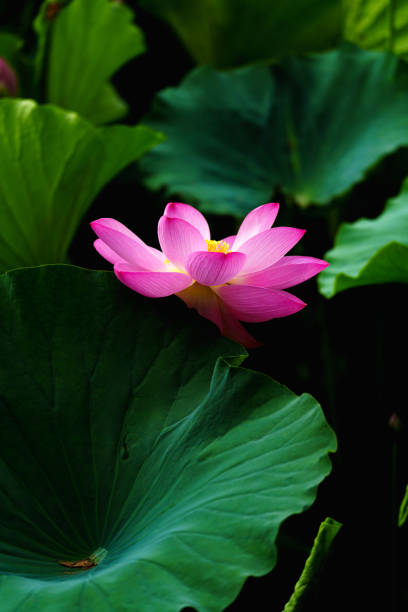 istock Chinese beauty: Pink lotus in sunlight with green leaf 2165567029
