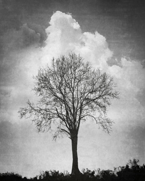 Solitary Tree Silhouetted against Cumulus Clouds - Black and White