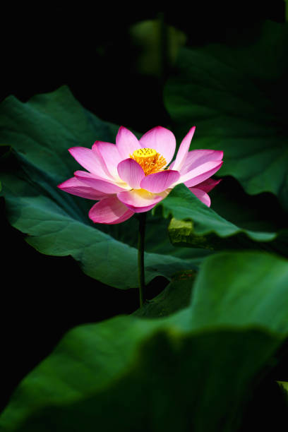 istock Chinese beauty: Pink lotus in sunlight with green leaf 2165567968