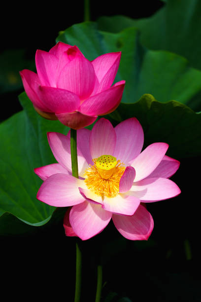 istock Chinese beauty: Pink lotus in sunlight with green leaf 2165568872