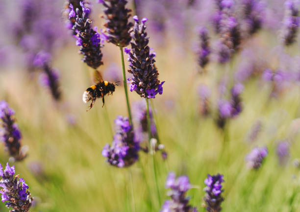 istock Summer Bumble Bees in Lavender 2165568988