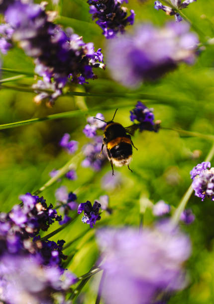 istock Summer Bumble Bees in Lavender 2165569023
