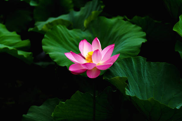 istock Chinese beauty: Pink lotus in sunlight with green leaf 2165569028