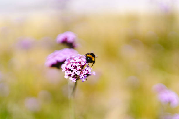 istock Summer Bumble Bees in Lavender 2165569040