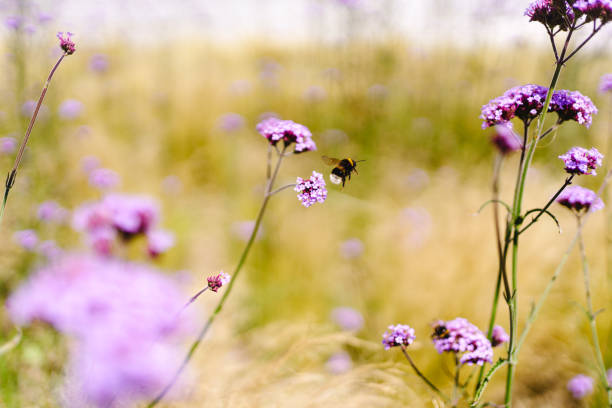 istock Summer Bumble Bees in Lavender 2165569042