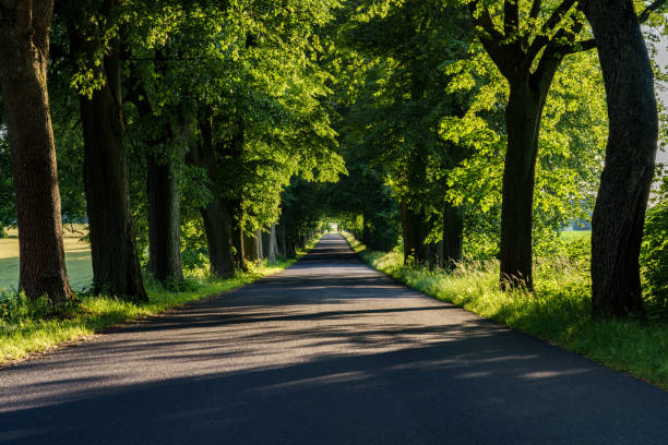 A tranquil road, wonderfully shaded by lush greenery, warmly inviting peaceful walks or leisurely bike rides