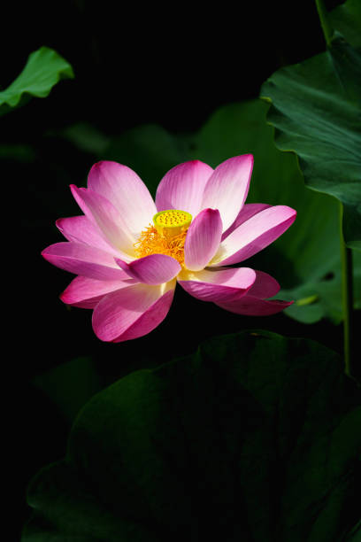 istock Chinese beauty: Pink lotus in sunlight with green leaf 2165569999