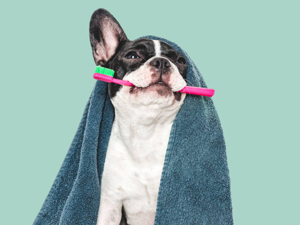 istock Cute puppy, towel and toothbrush. Studio shot 2165571526
