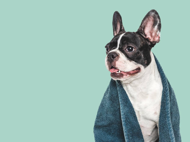 istock Cute puppy and blue towel. Studio shot 2165571556