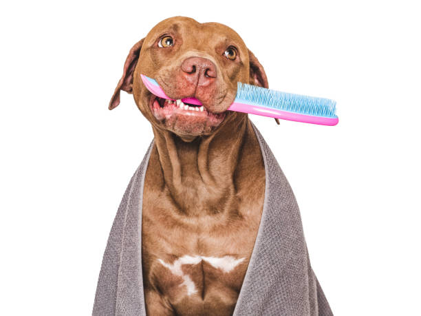 istock Cute brown dog with pink comb. Studio shot 2165571568