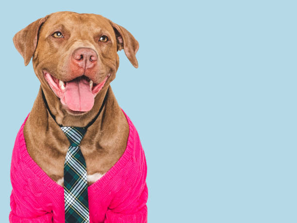 istock Cute dog, glasses and stylish tie. Studio shot 2165571593