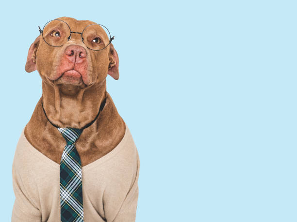 istock Cute dog, glasses and stylish tie. Studio shot 2165571608