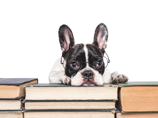 Cute puppy and old books. Studio shot