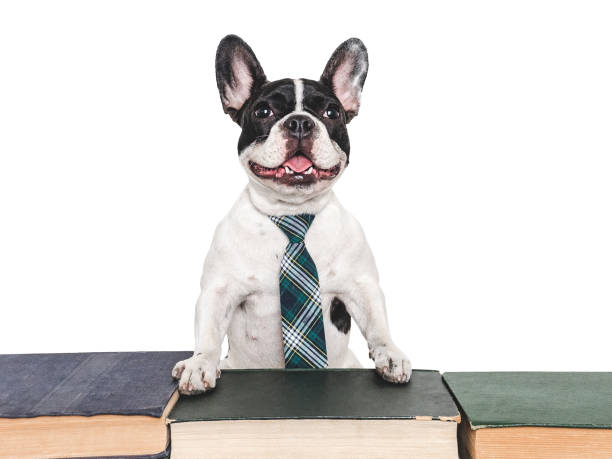 istock Cute puppy and old books. Studio shot 2165571685