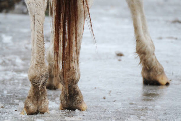 White horse in winter snow and ice during cold weather in Texas farm landscape.