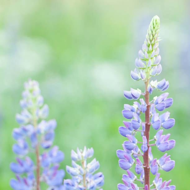 A close-up view of a single purple lupine bloom set against a softly blurred background of lush greenery, showcasing the intricate details of the flower in a natural environment on a bright day.