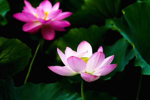 istock Chinese beauty: Pink lotus in sunlight with green leaf 2165572549