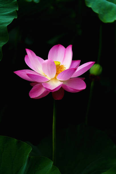 Chinese beauty: Pink lotus in sunlight with green leaf