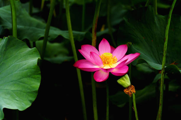 Being marked by its delicate, symmetrical form and charming colors, the lotus flower is also remembered by its meanings and symbolism in many cultures. Its elegant form and symbolic richness have inspired countless artists, poets, and calligraphers for centuries, which is definitely the representative of Chinese beauty.
