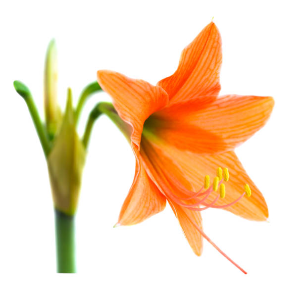 istock Red orange flower Amaryllis 2165574373