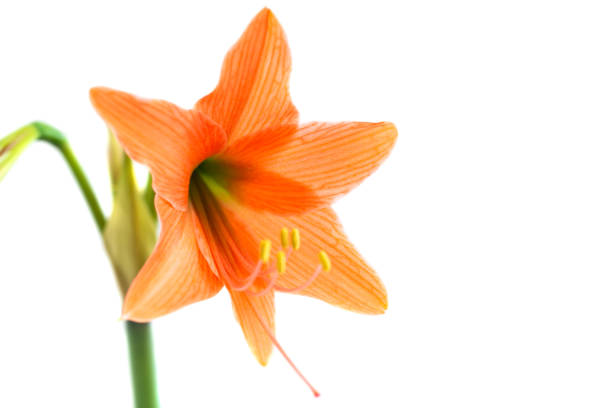 istock Red orange flower Amaryllis 2165574429