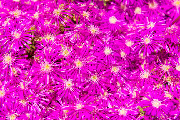istock Purple flowers background 2165574502