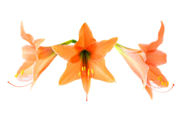 istock Red orange flowers Amaryllis 2165574821