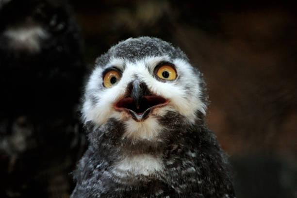 Juvenile funny snowy owl - Bubo scandiacus