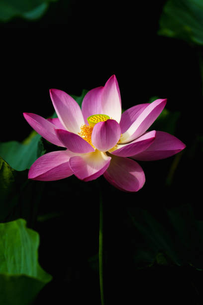istock Chinese beauty: Pink lotus in sunlight with green leaf 2165575780