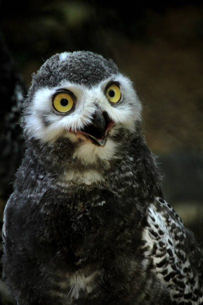 Juvenile funny snowy owl - Bubo scandiacus