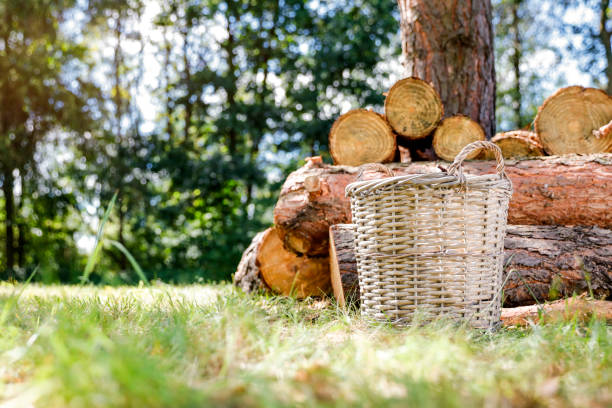 Wicker basket on a forest ground. Wooden tree logs in the background.