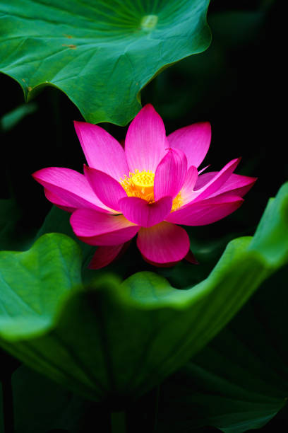 istock Chinese beauty: Pink lotus in sunlight with green leaf 2165576841
