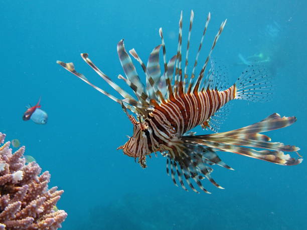 istock Lion Fish in the Red Sea. 2165576899