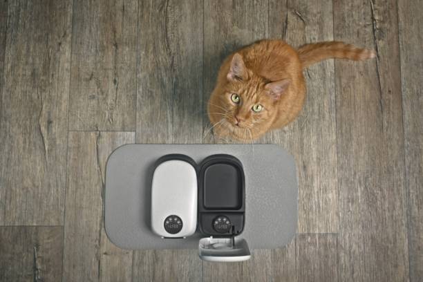 istock Cute ginger cat looking at camera and waiting for food by automatic feeder machine. Seen directly above. 2165577181