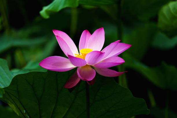 istock Chinese beauty: Pink lotus in sunlight with green leaf 2165577190