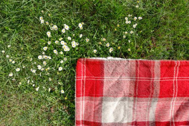 istock Red checkered blanket on a green meadow with small daisy flowers. 2165577203